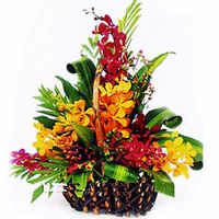 Orchids basket