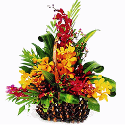 Orchids basket