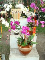 Orchids Bouquets 5 stems