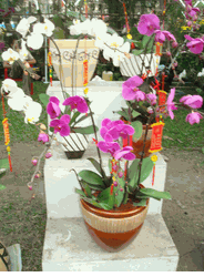 Orchids Bouquets 5 stems