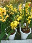 orchids cymbidium 2 pots