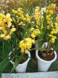 orchids cymbidium 2 pots