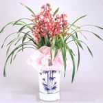 Orchids Cymbidium