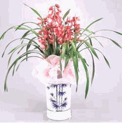 Orchids Cymbidium