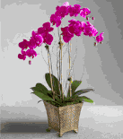 Saigon Orchids - Hoa Lan Plants Gifts