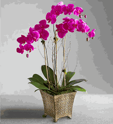 Saigon Orchids - Hoa Lan Plants Gifts
