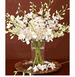 Orchids in vase