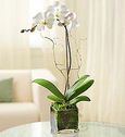 Orchids Plant 
