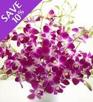 Orchids  purple Stems