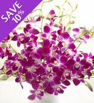 Orchids  purple Stems