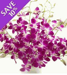 Orchids  purple Stems