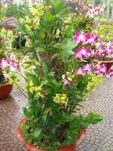 Orchids Tree