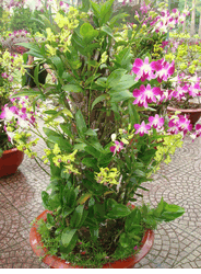 Orchids Tree