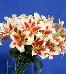 Oriental Lily Bouquets 5 stems