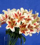 Oriental Lily Bouquets 5 stems