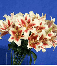 Oriental Lily Bouquets 5 stems