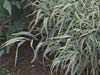 Ornamental Grass - 