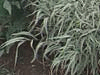 Ornamental Grass - 