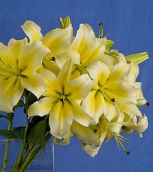 Pale Yellow Lily Bouquet 5 stems