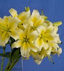 Pale Yellow Lily Bouquet 5 stems