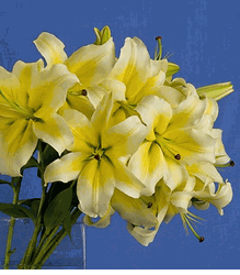 Pale Yellow Lily Bouquet 5 stems