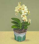 Pale yellow phalaenopsis orchid plant