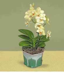 Pale yellow phalaenopsis orchid plant