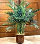 palm floor plant