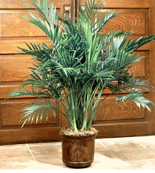 palm floor plant