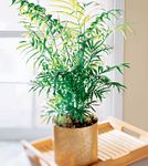 Palm plant