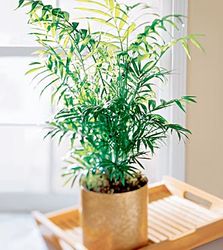 Palm plant