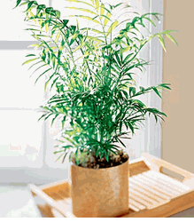 Palm plant