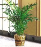Palm Plants