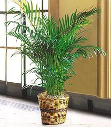 Palm Plants