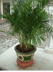 Palm plants