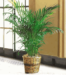 Palm Plants
