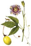 Passion Fruits  (Chanh Dy) - Passionflora edulis
