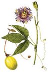 Passion Fruits  (Chanh D�y) - Passionflora edulis