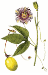 Passion Fruits  (Chanh D�y) - Passionflora edulis