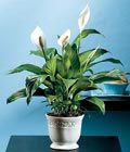 Peace Lily 