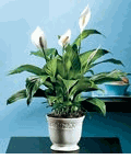 Peace Lily 