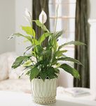 Peace Plant  