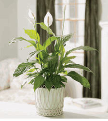 Peace Plant  