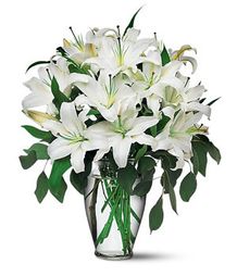 Perfect White Lilies