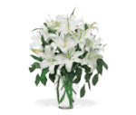 Perfect White Lilies