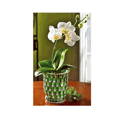 Phalaenopsis 