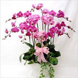 Phalaenopsis Orchid 10 Sprays 