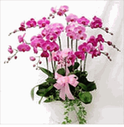 Phalaenopsis Orchid 10 Sprays 