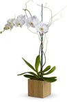 phalaenopsis orchid