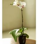 Phalaenopsis Orchid